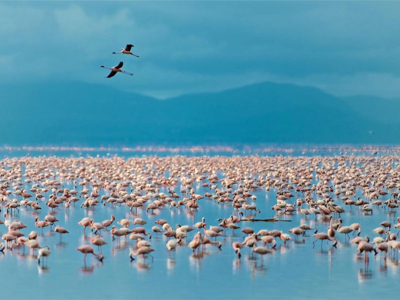 Lake-Manyara-National-Park-Tanzania-Safari-5