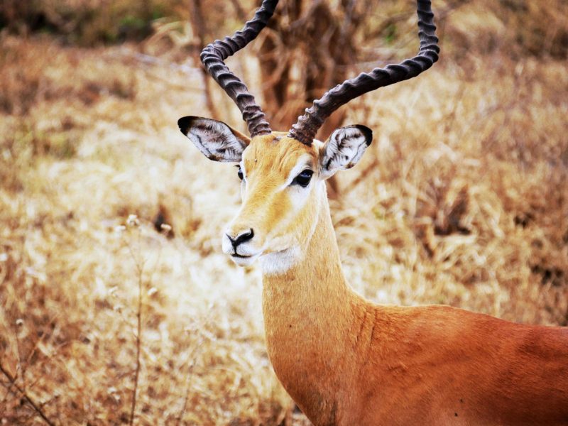 Mikumi-national-park-Tanzania-Safari-1