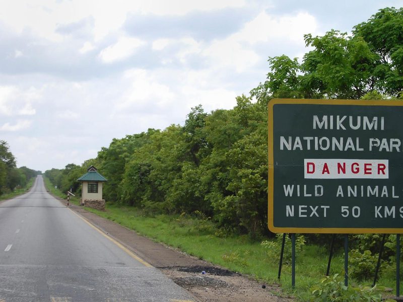 Mikumi-national-park-Tanzania-Safari-5