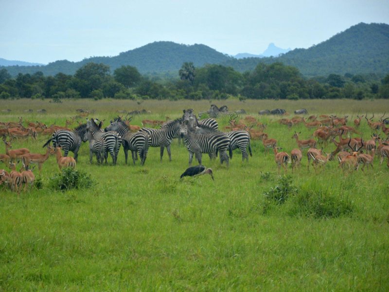 Mikumi-national-park-Tanzania-Safari-8
