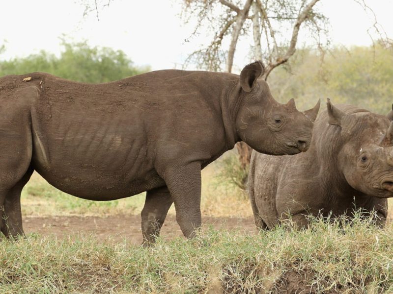 Mkomazi-National-Park-Tanzania-Safari 1 (2)