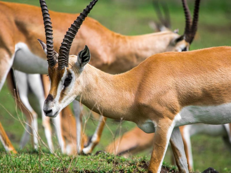 Ngorongoro-Crater---Conservation-Area-Tanzania-safari-5