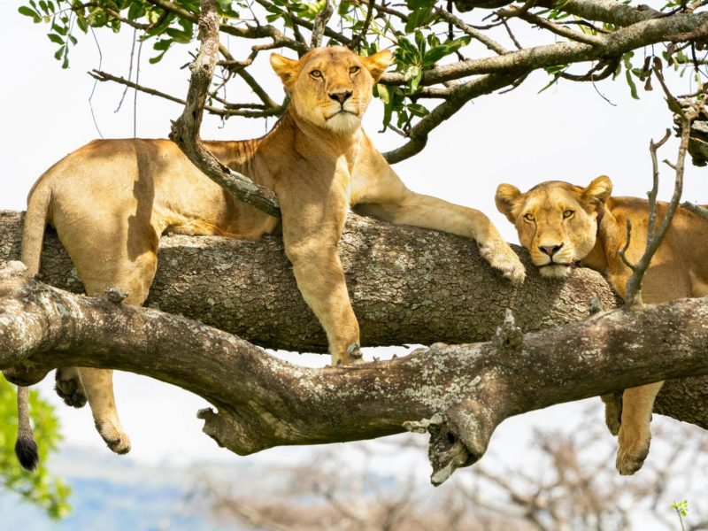 Serengeti-National-Park-1