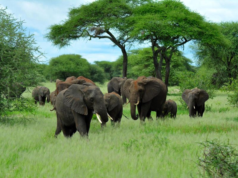 Tarangire-National-Park-on-Tanzania-safari-6
